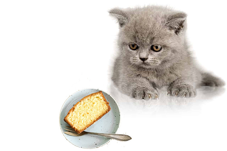 Can Cats Eat Pound Cake Can Cats Eat Pound Cake? [Why & How]