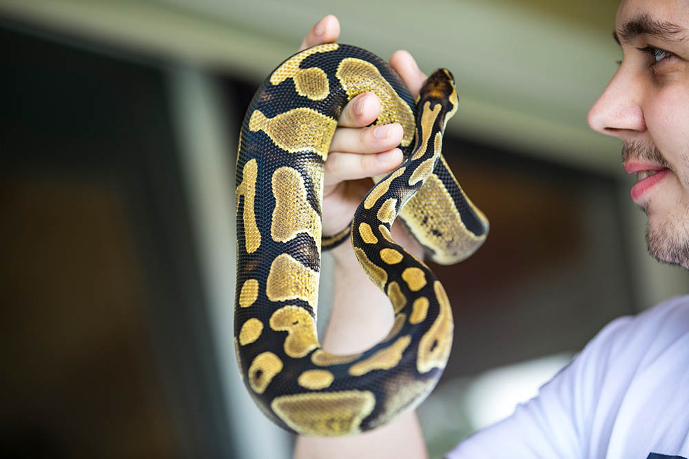 are ball pythons poisonous Are Ball Pythons Poisonous? [All You Need To Know]