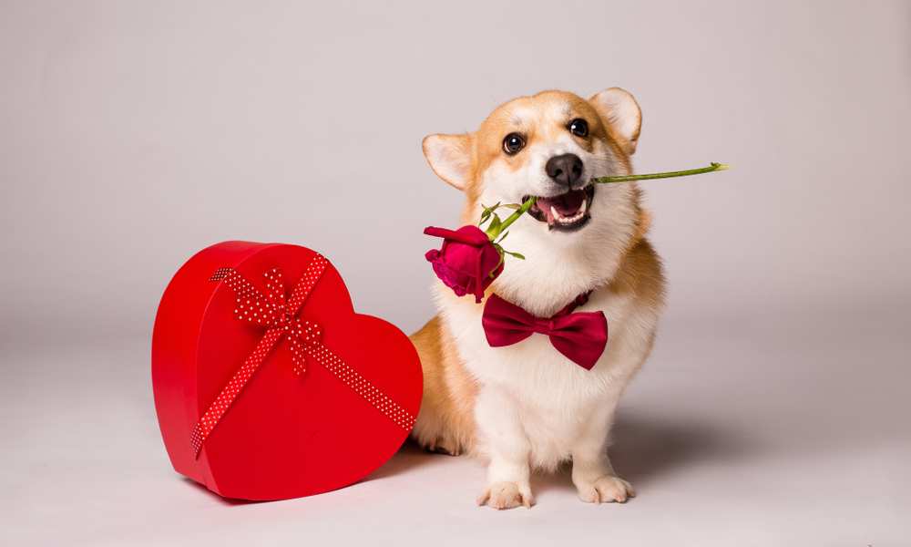 are corgis affectionate dogs Are Corgis Affectionate Dogs? [Read The Real Answer]