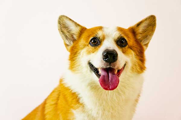are corgis barkers Are Corgis Barkers? [Why & How to Stop It]