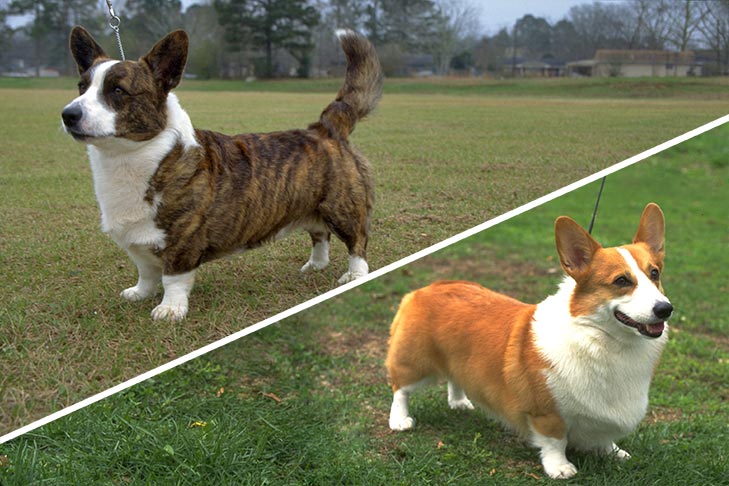 are corgis born with tails Are Corgis Born With Tails? [Read The Truth]