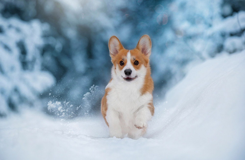 are corgis cold weather dogs Are Corgis Cold Weather Dogs? [Why & Tips]