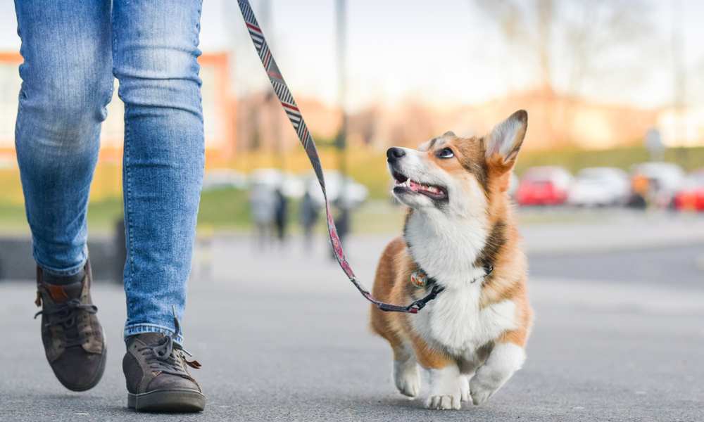 are corgis good protectors About us