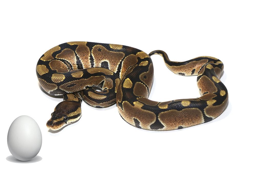can ball pythons eat eggs Can Ball Pythons Eat Eggs? [Why & Risks]