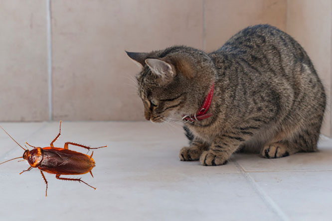 can cat eat cockroach Can Cats Eat Cockroaches? [Is It Safe?, Or Risk?]