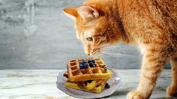 can cats eat blueberry waffles Can Cats Eat Blueberry Waffles? [Benefits & Harms]