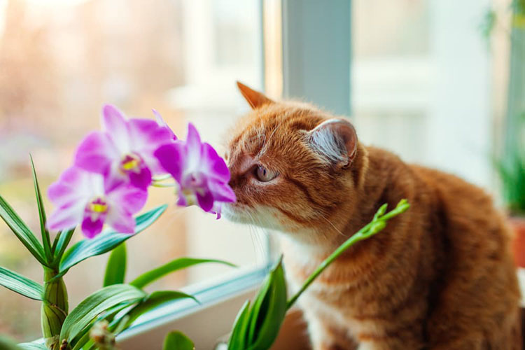 can cats eat flowers Can Cats Eat Flowers? [Warnings & Tips]