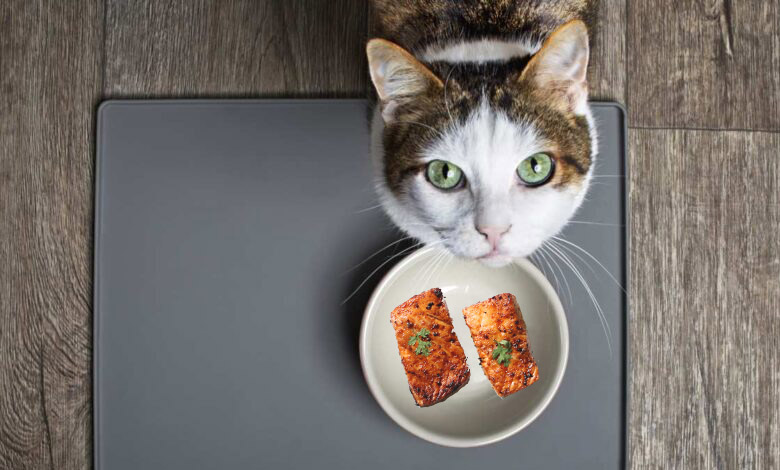can cats eat grilled salmon Can Cats Eat Grilled Salmon? [Benefits & Harms]