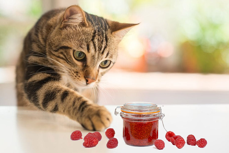 can cats eat raspberry jam Can Cats Eat Raspberry Jam? [Benefits & Harms]