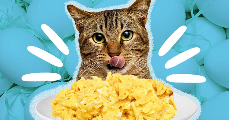 can cats eat scrambled eggs Can Cats Eat Scrambled Eggs? [Benefits & Harms]