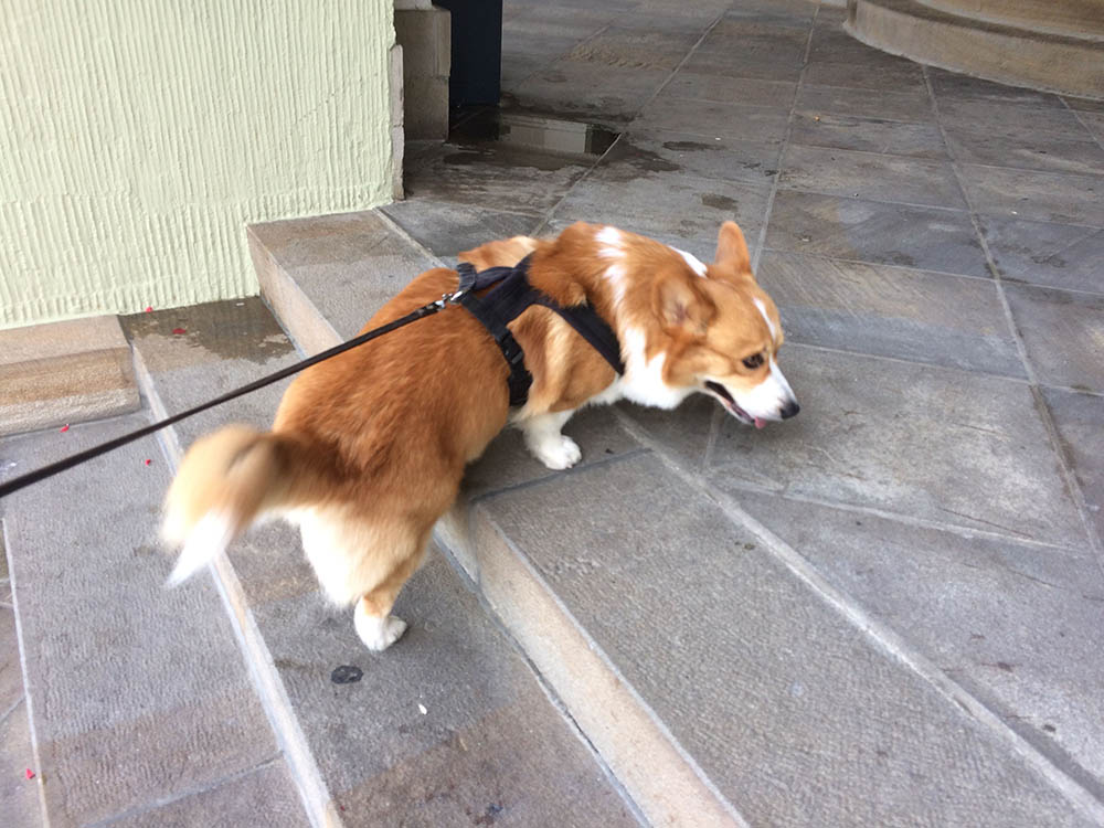 can corgis climb stairs About us