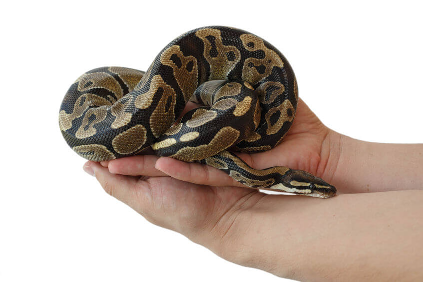 do ball pythons bites hurt Do Ball Pythons Bites Hurt? [Why & Tips To Avoid This]