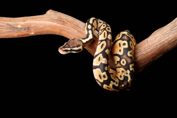 do ball pythons climb Do Ball Pythons Climb? [Why & Tips]