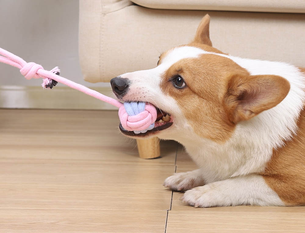 do corgi puppies chew Do Corgi Puppies Chew? [Causes & Treatments]