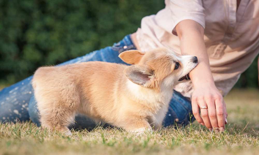 when do corgi puppies stop biting When Do Corgi Puppies Stop Biting? [Why & Ways To Prevent Them]