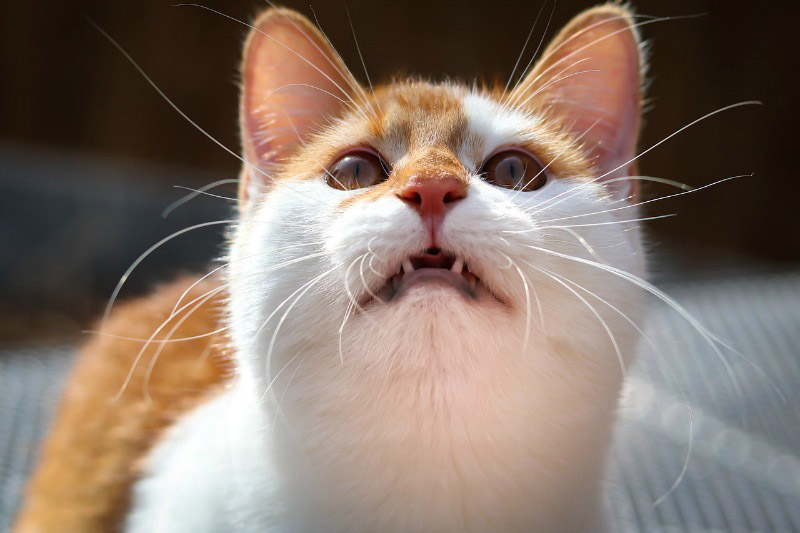 why are my cats lips swollen Why Are My Cats Lips Swollen? [Causes & Treatments]