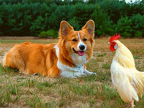 will corgis kill chickens Will Corgis Kill Chickens? [Why & Tips]
