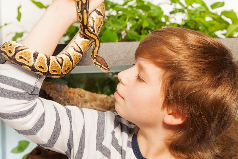 are ball pythons dangerous Are Ball Pythons Dangerous? [Why & Tips]