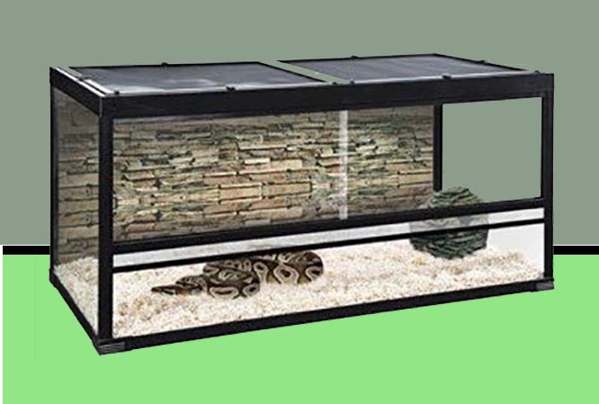 Ball Python Tank Requirements Ball Python Tank Requirements [Complete Guide]