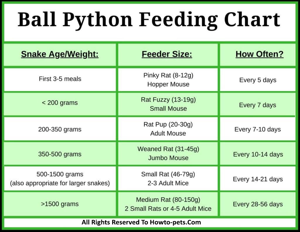 ball python feeding chart What To Feed Ball Pythons? [Complete Guide]