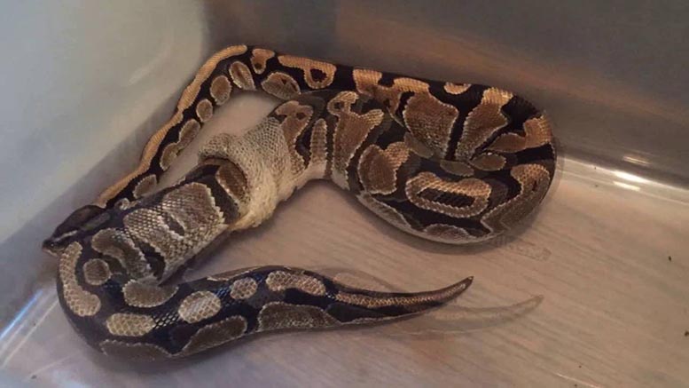 ball python shedding guide About us