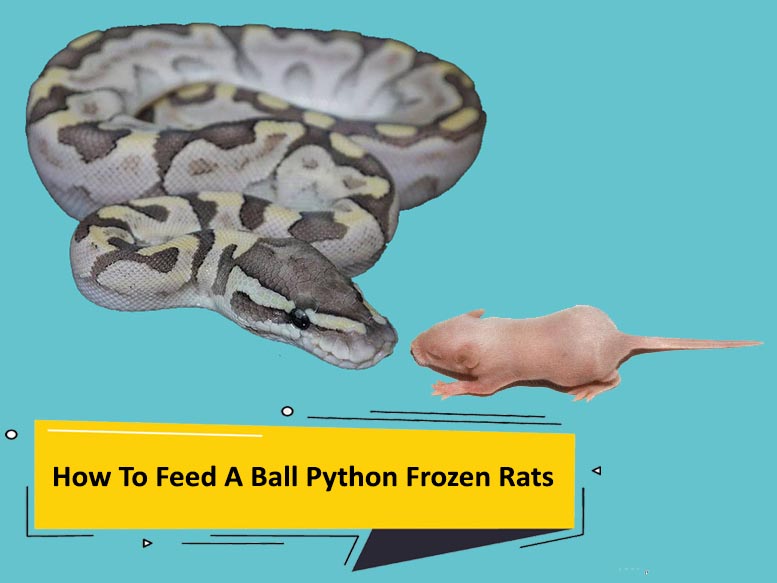 how to feed a ball python frozen rats How To Feed A Ball Python Frozen Rats? [Full Guide & Tips]