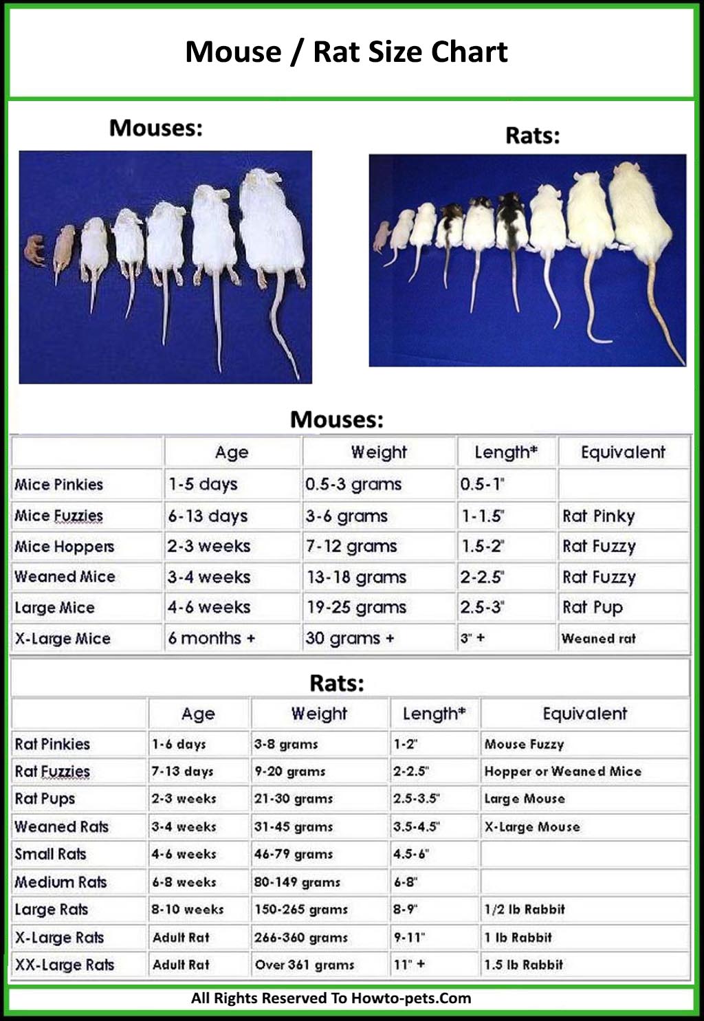 mouse rat size chart Mouse / Rat Size Chart [With Pictures & Tips]