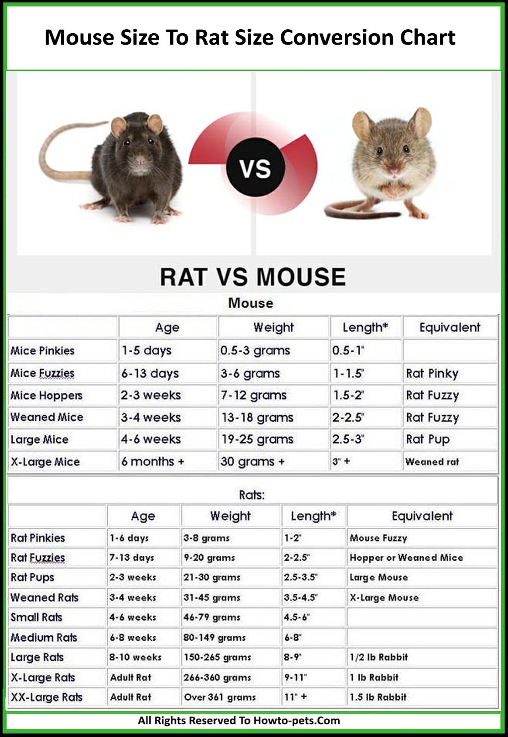 mouse rat size chart1 Mouse / Rat Size Chart [With Pictures & Tips]