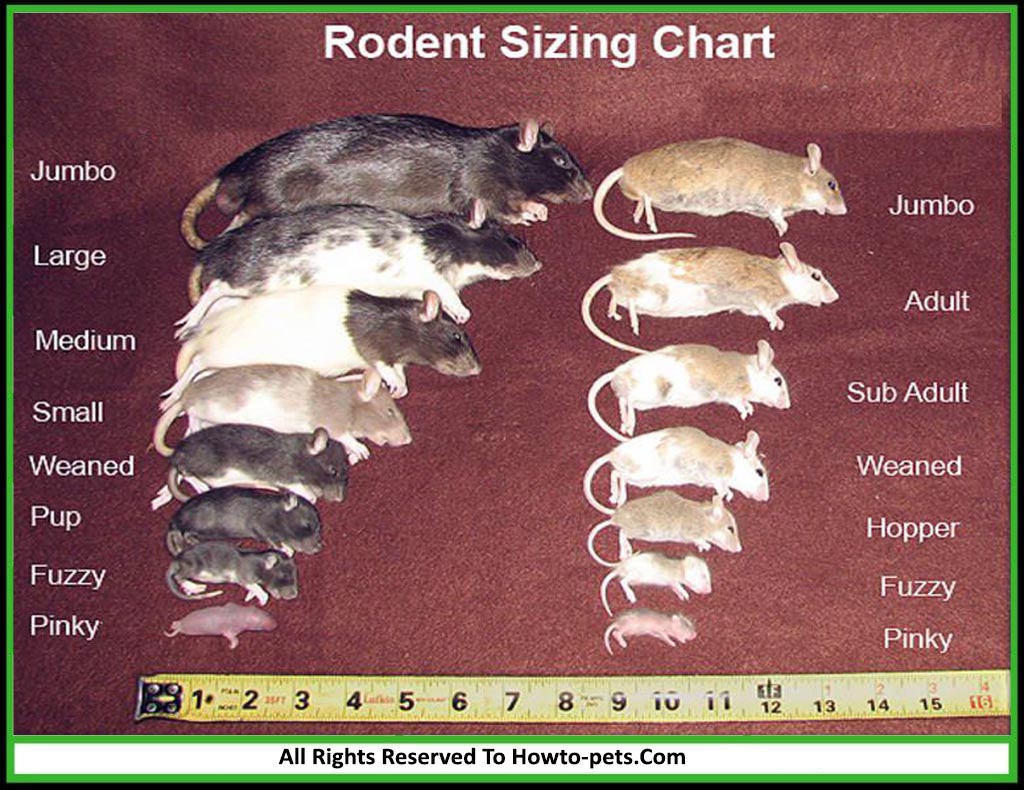 mouse rat size chart2 Mouse / Rat Size Chart [With Pictures & Tips]