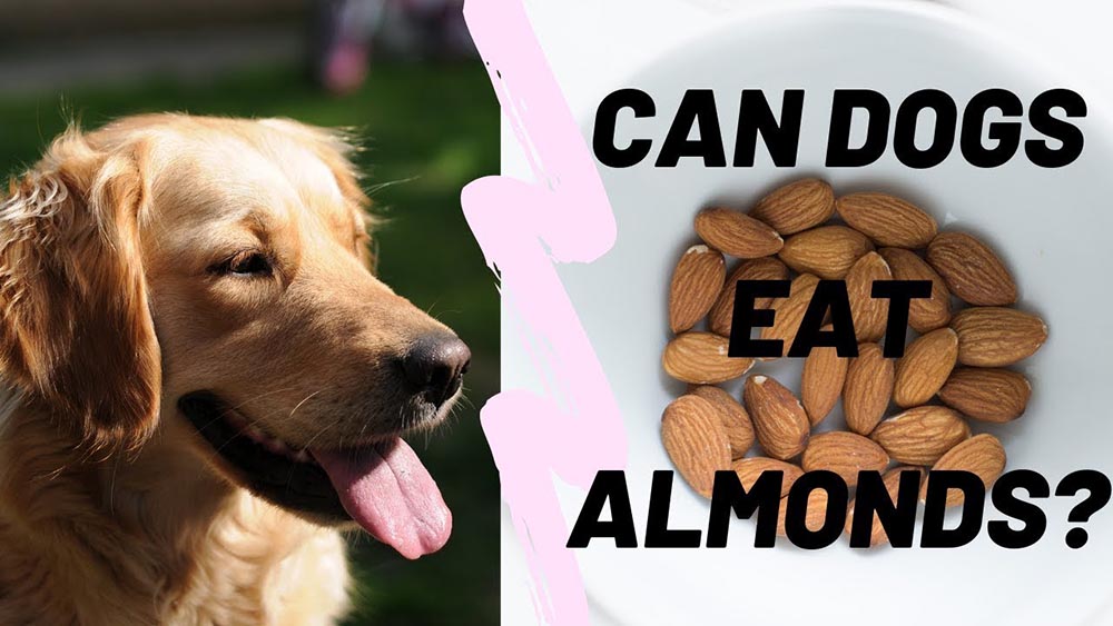 can dogs eat almonds Can Dogs Eat Almonds? Are Almonds Good For Our Dog?