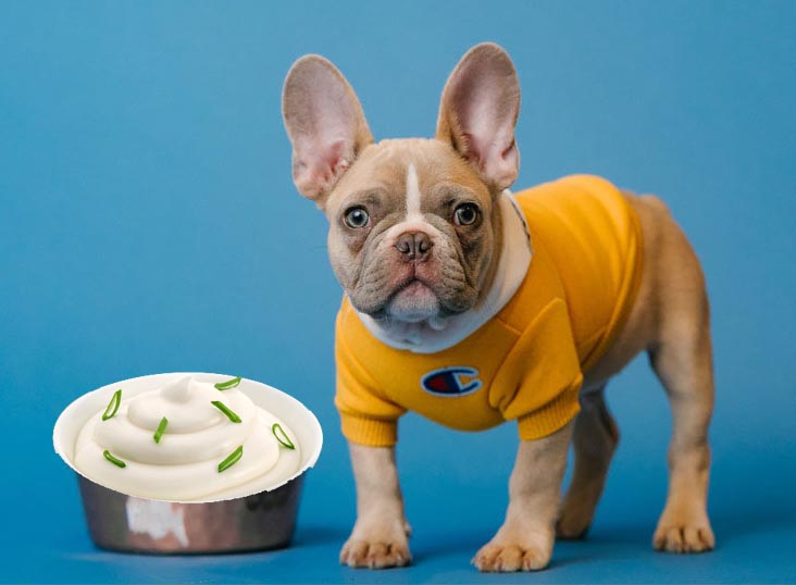can dogs eat sour cream Can Dogs Eat Sour Cream? [Is Sour Cream Safe For Dogs?]