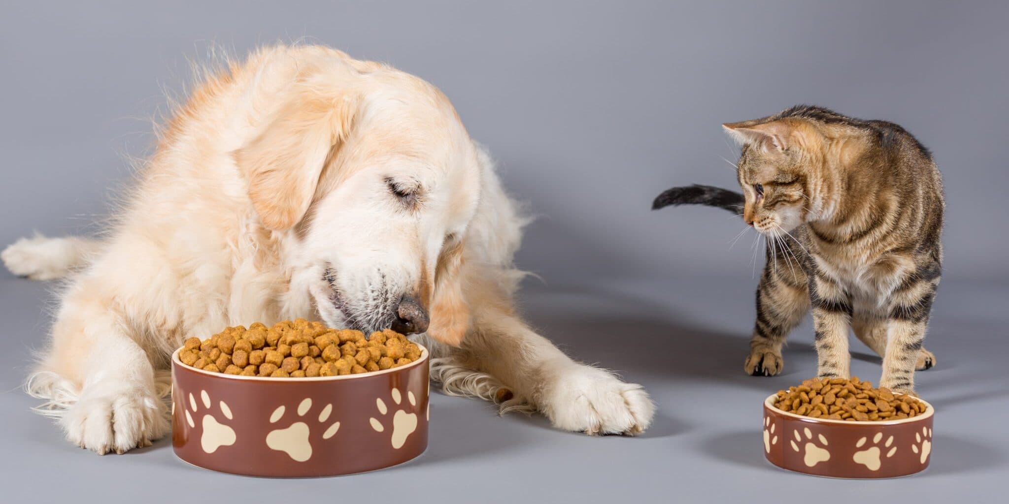 Is it ok to feed cats with dog food Can Cats Eat Dog Food? [Is This Safe]