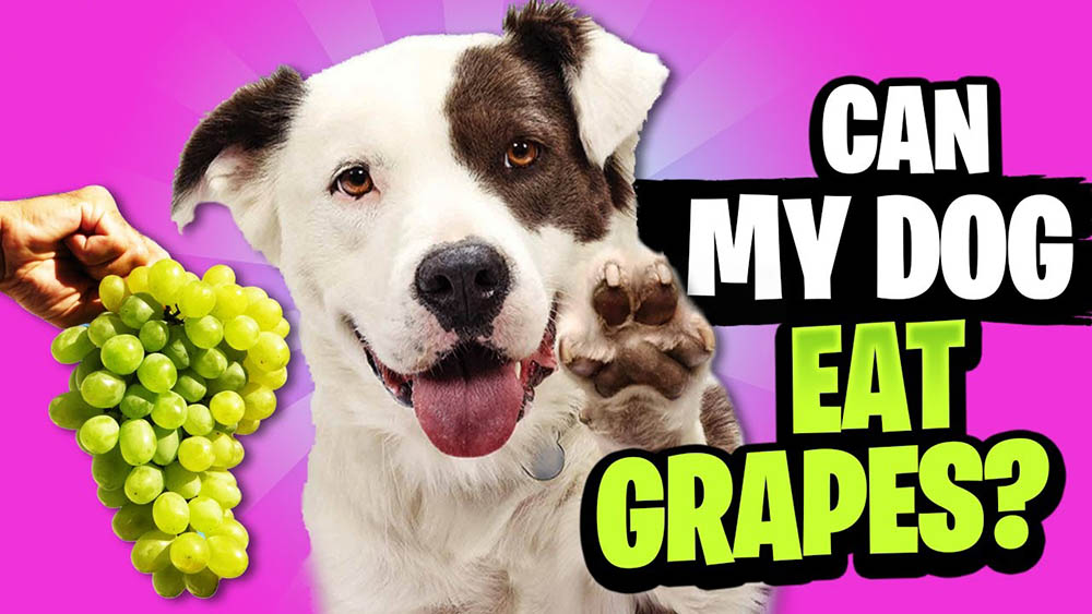 can dogs eat grapes Can Dogs Eat Grapes? [Are Grapes Poisonous Or Safe for Dogs?]