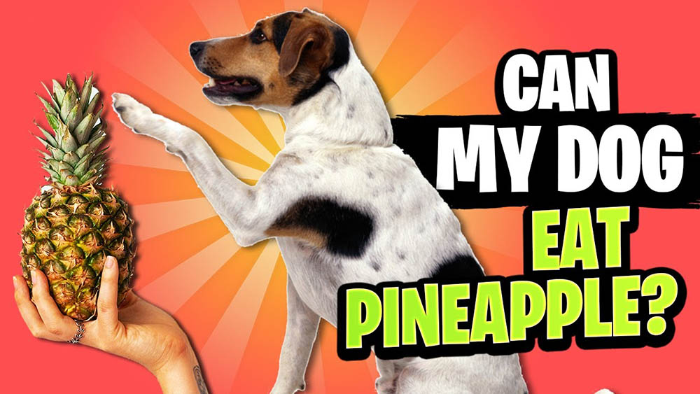 can dogs eat pineapple Can Dogs Eat Pineapple? [Are Pineapples Safe Or Poisonous for Dogs?]