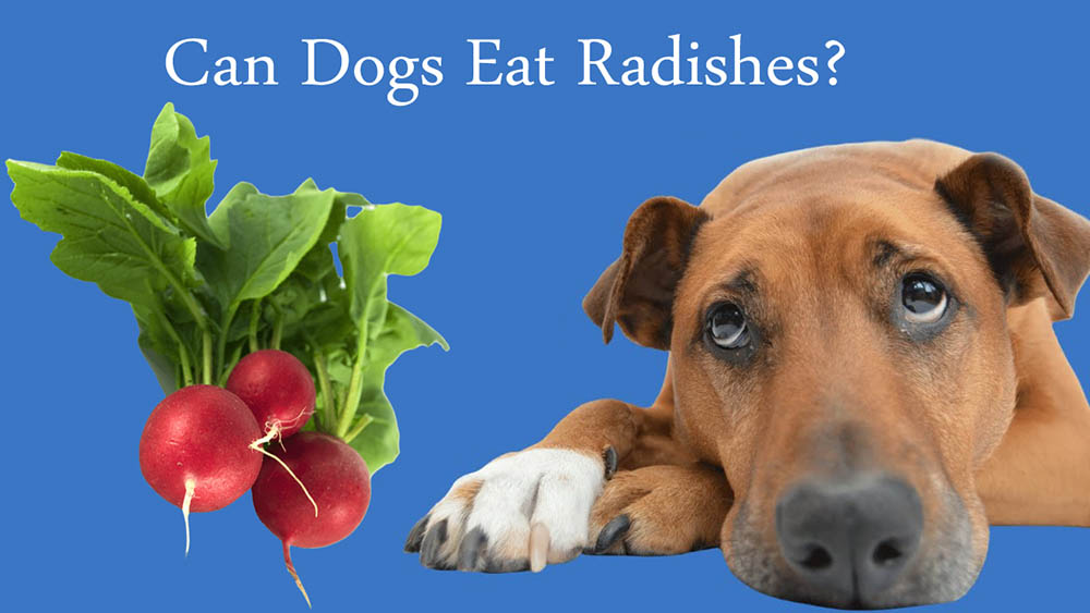 can dogs eat radishes Can Dogs Eat Radishes? Are Radishes Safe Or Poisonous For Dogs?
