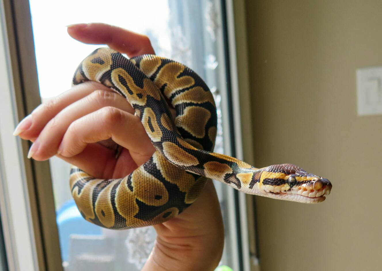 Can Ball Pythons Be Handled Can Ball Pythons Be Handled? [Is This Safe]