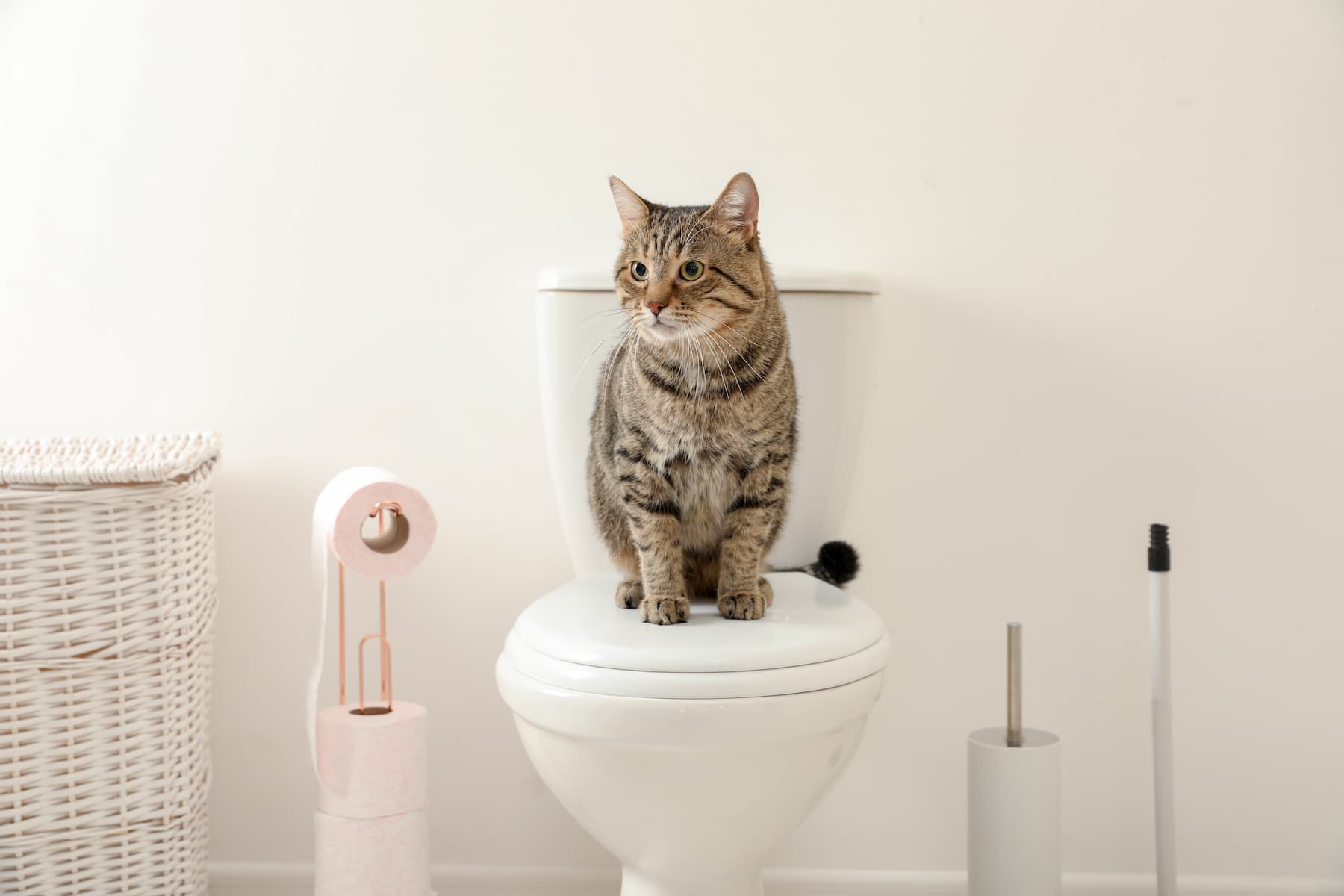 can cats be trained to use the toilet Can Cats Be Trained To Use The Toilet? [How & Tips]
