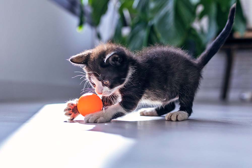 can cats learn to play fetch Can Cats Learn To Play Fetch? [How & Tips]