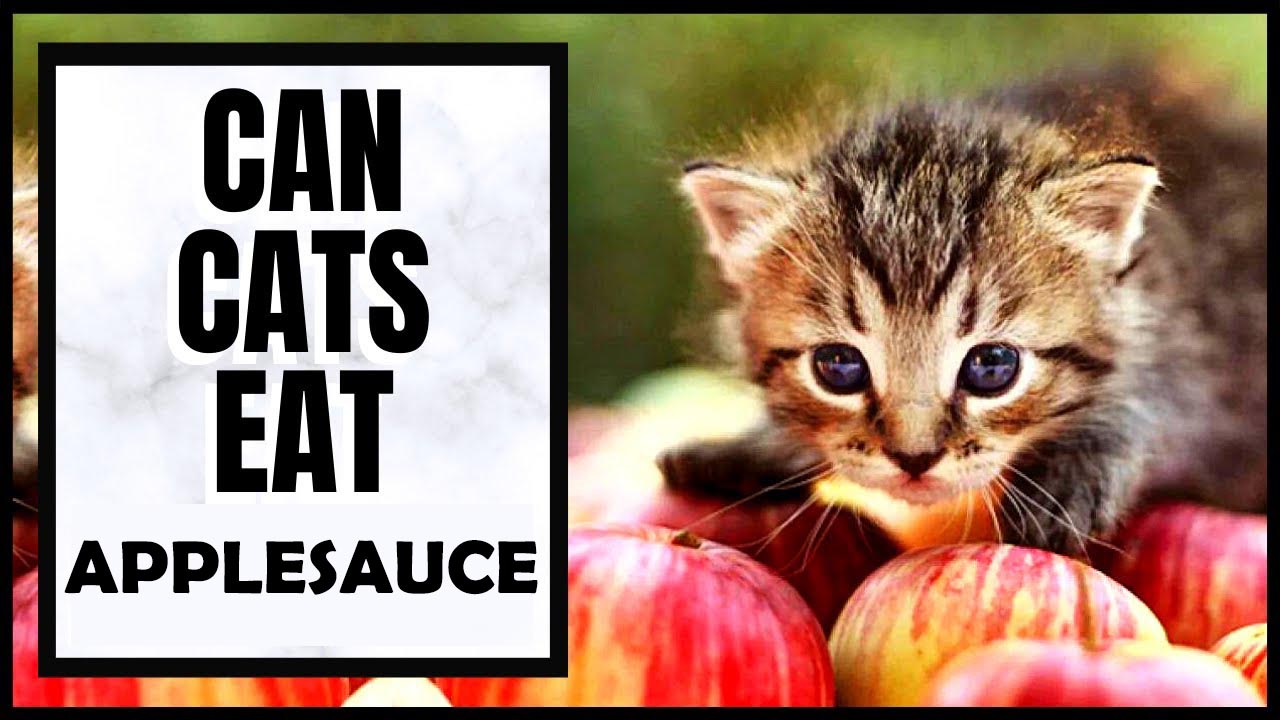 can cats eat applesauce Can Cats Eat Applesauce? [All You Need To Know]