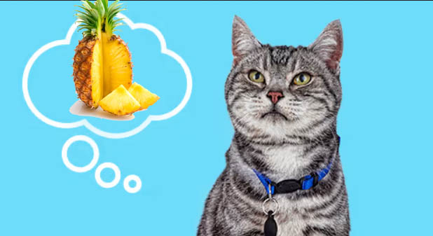 can cats eat pineapple Can Cats Eat Pineapple? [Is Pineapple Toxic Or Safe To Cats?]