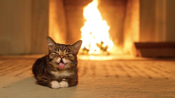 can cats see fire Can Cats See Fire? [All You Need To Know]