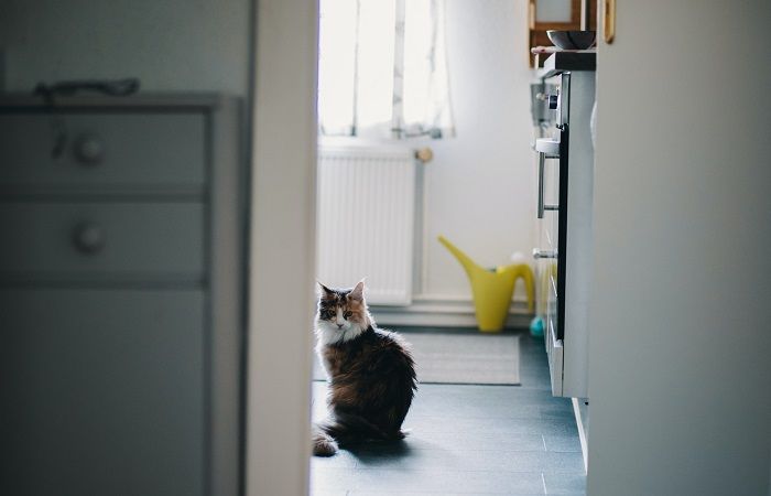 my cat guards me when i poop My Cat Guards Me When I Poop [Why & All The Reasons]