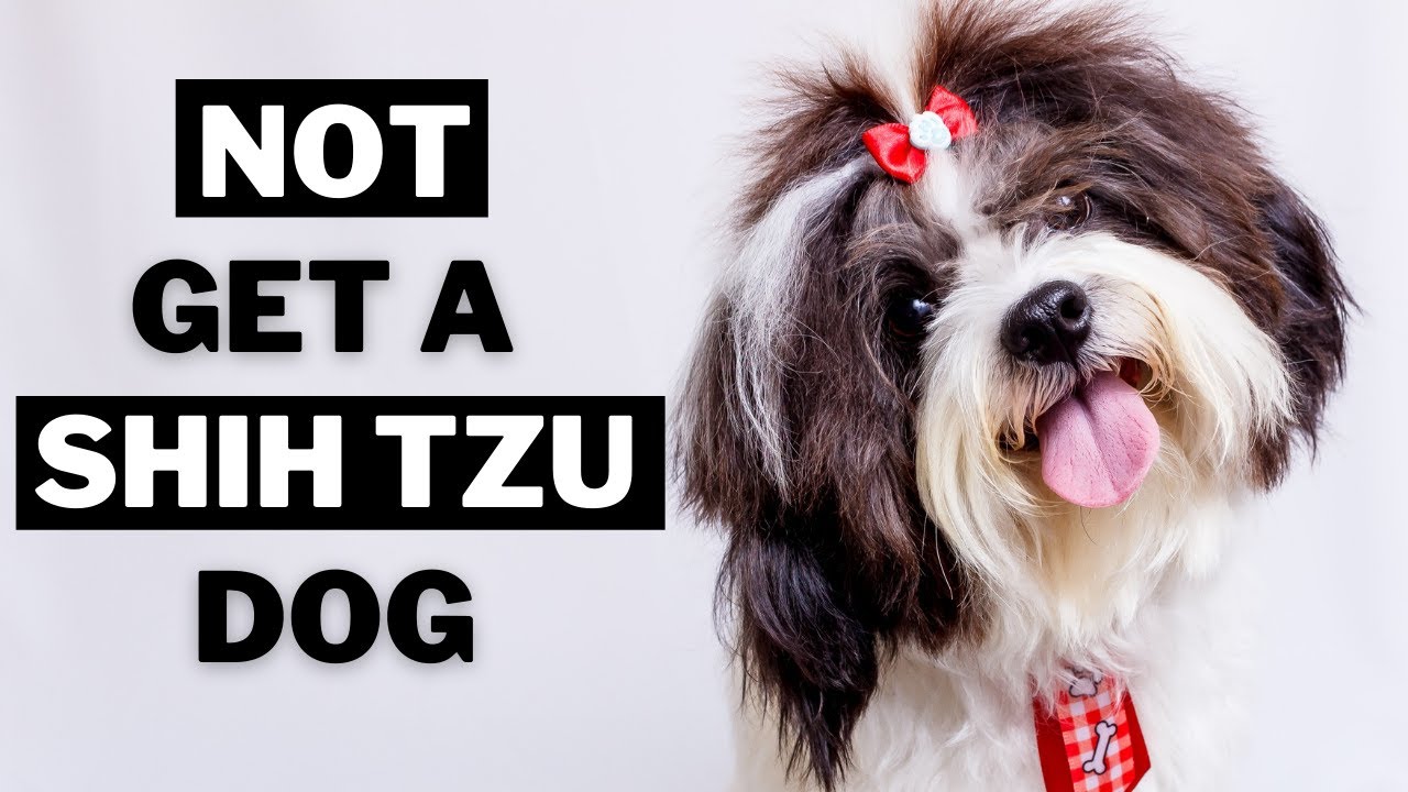 why shih tzus are the worst dogs Why Shih Tzus Are The Worst Dogs? [All The Reasons]