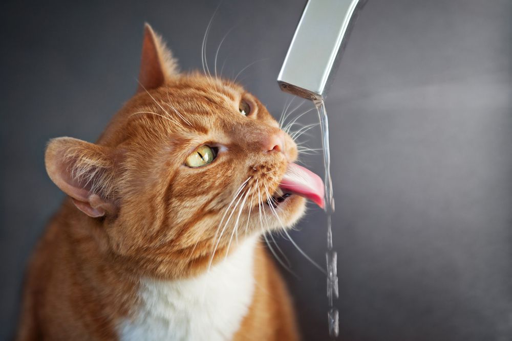 can cats drink tap water Can Cats Drink Tap Water? [Is Tap Water Safe For Cats?]