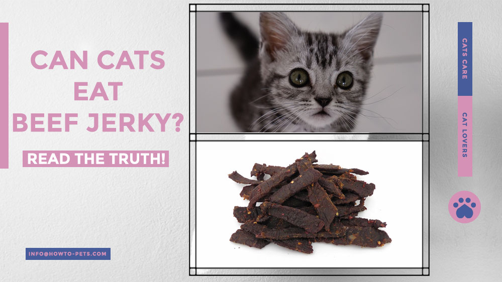 can cats eat beef jerky Can Cats Eat Beef Jerky? [Is Beef Jerky Safe For Cats?]
