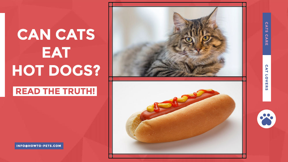 can cats eat hot dogs Can Cats Eat Hot Dogs? [Are Hot Dogs Safe For Cats]