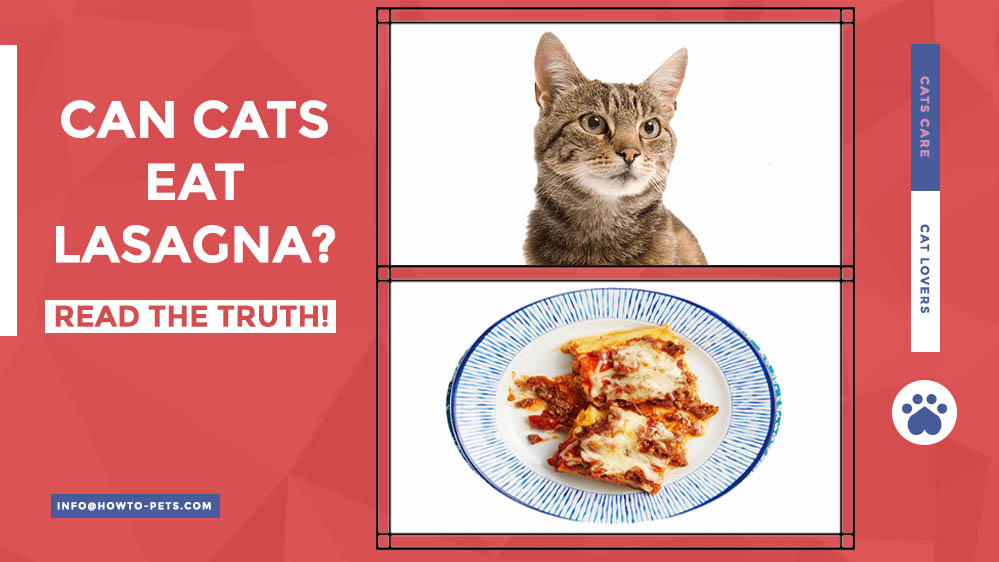 can cats eat lasagna Can Cats Eat Lasagna? [Is It Toxic & Or Not]