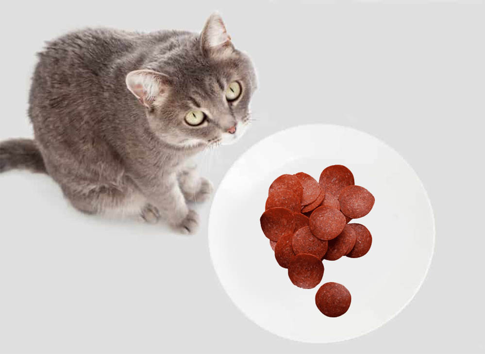 can cats eat pepperoni Can Cats Eat Pepperoni? [Is Pepperoni Safe For Cats?]