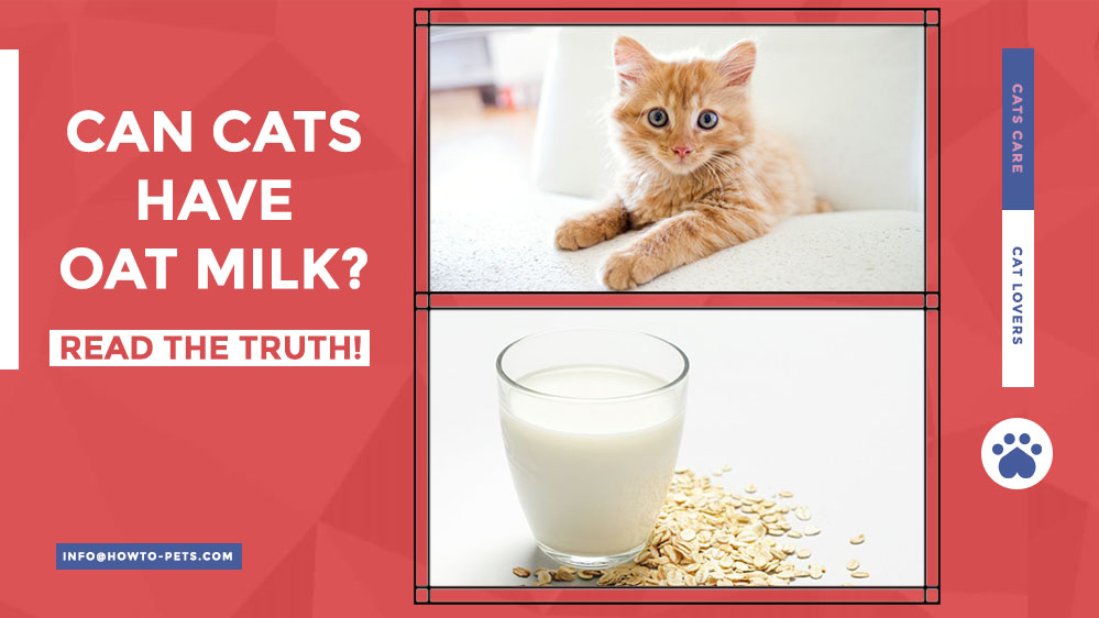 can cats have oat milk Can Cats Have Oat Milk? [Full Guide]