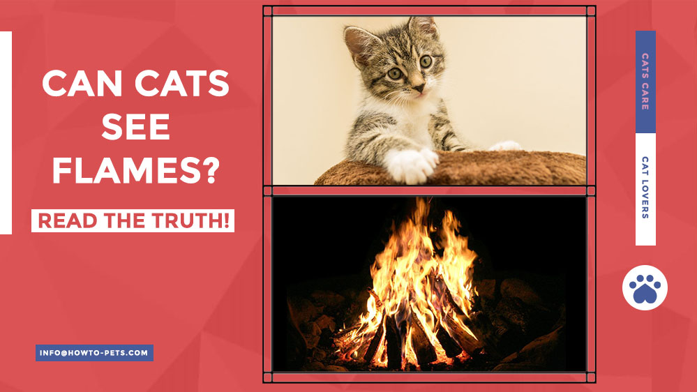 can cats see flames Can Cats See Flames? [A Detailed Guide]